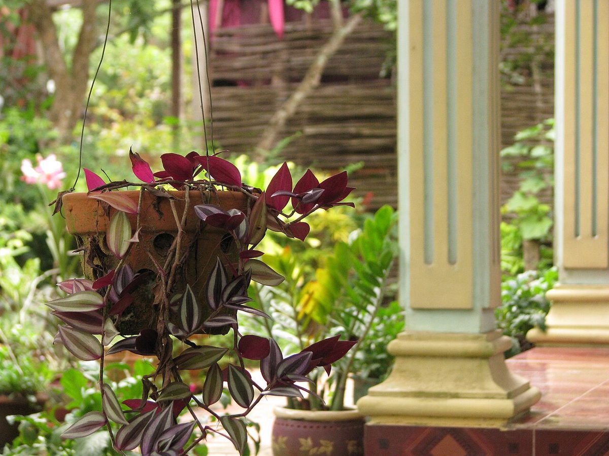 Khu Nghỉ Dưỡng Sinh Thái Cù Lao Xanh